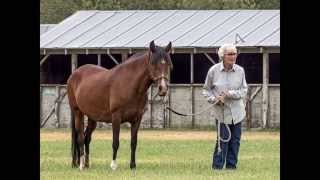preview picture of video 'Horse Training by Stacey Riggs'