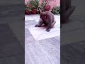 Bezubaan Ki Seva Monkeys Help Bezubaan Trending