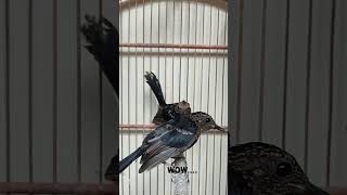 Download lagu WOW.... Ternyata begini 'BLACK SHAMA' Original saat masih trotol 😲😲😲 #muraibatu #burung #kicaumania mp3 Download lagu WOW.... Ternyata begini 'BLACK SHAMA' Original saat masih trotol 😲😲😲 #muraibatu #burung #kicaumania mp3
