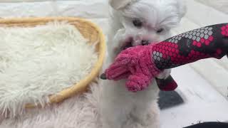 マルチーズの動画01