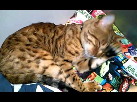 How cats clean their paws and face!
