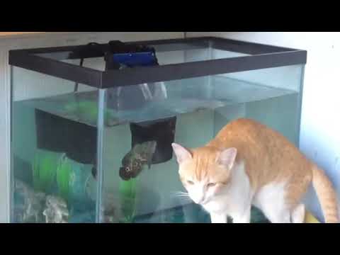 She was only thirsty! And I guess they are friends... Or the fish are super lucky!