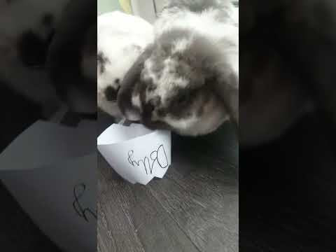 bunnos, buns and wabbits