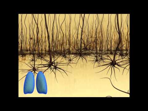 Breakthrough for electrode implants in the brain
