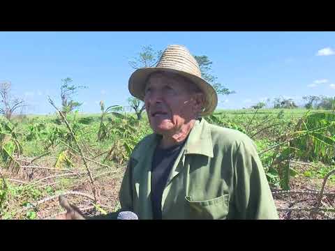 Reportan grandes afectaciones en plantaciones de cultivos varios del municipio Contramaestre