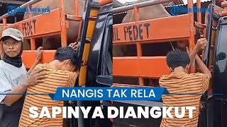 Viral Kisah Pria Cium Sapinya sambil Menangis Tersedu-sedu karena Tak Rela Sapi Kesayangannya Dijual
