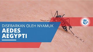 Demam Berdarah Dengue (DBD), Penyakit yang Ditularkan oleh Nyamuk Aedes Aegypti