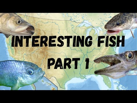 Strange and Interesting Freshwater Fish of North America: Part 1
