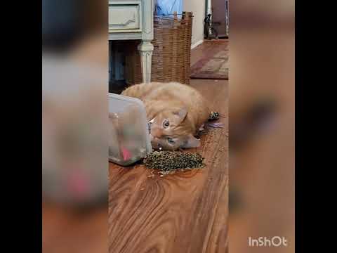 Crystal the Pet Nanny. LLC video.