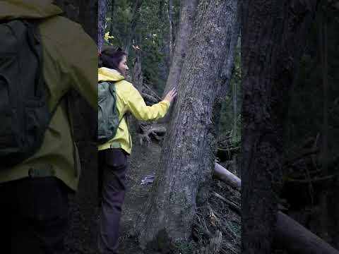 Sendero Arroyo Cataratas, un lugar mágico en Villa Traful