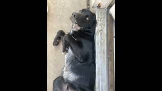 Collie Puppies Videos