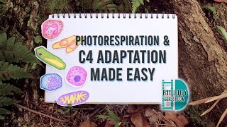 A-Level Biology - Photorespiration & C4 adaptation