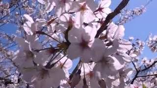 Download lagu SETANGKAI KEMBANG MELATI mp3 Download lagu SETANGKAI KEMBANG MELATI mp3