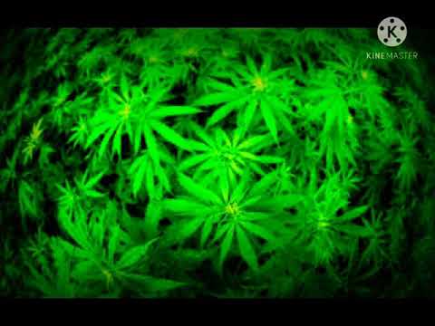 (son de teuf) Africa Goa trance son teuf ''canabisteuf ''