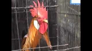 preview picture of video '2012 West Coast Poultry Show'