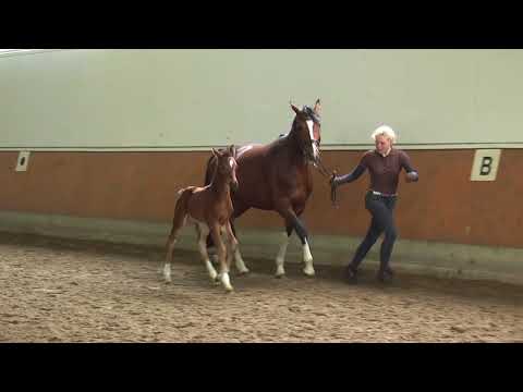 07 Stutfohlen v. Fürst Jazz