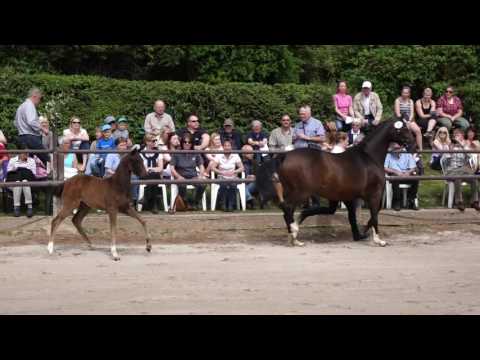 Stutfohlen von De Niro u.d. Schwalbendiva v. Totilas