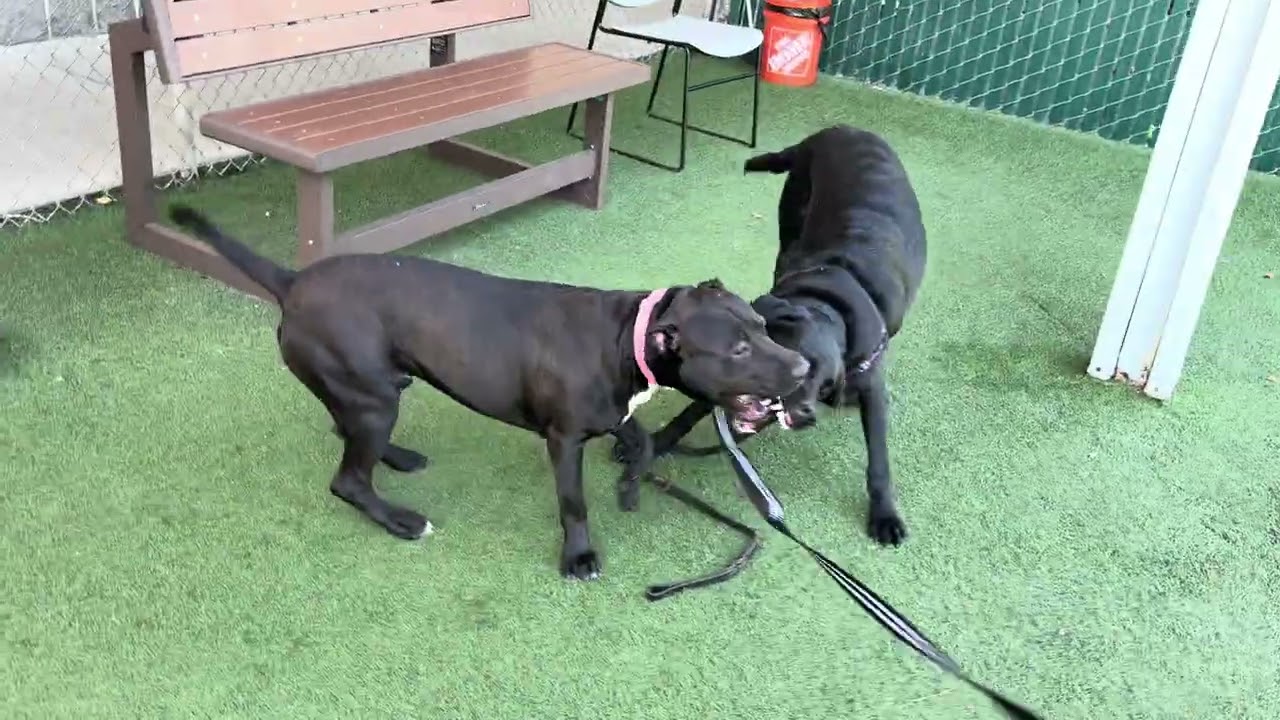 Mayhem, a ADOPTABLE mixed breed in Sacramento, CA video 4/4
