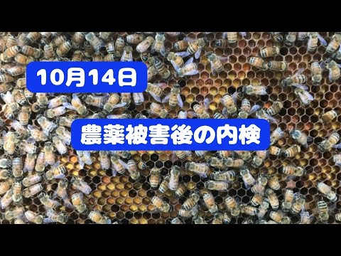 園芸 ミツバチを助ける蜂蜜を作る10本の低木