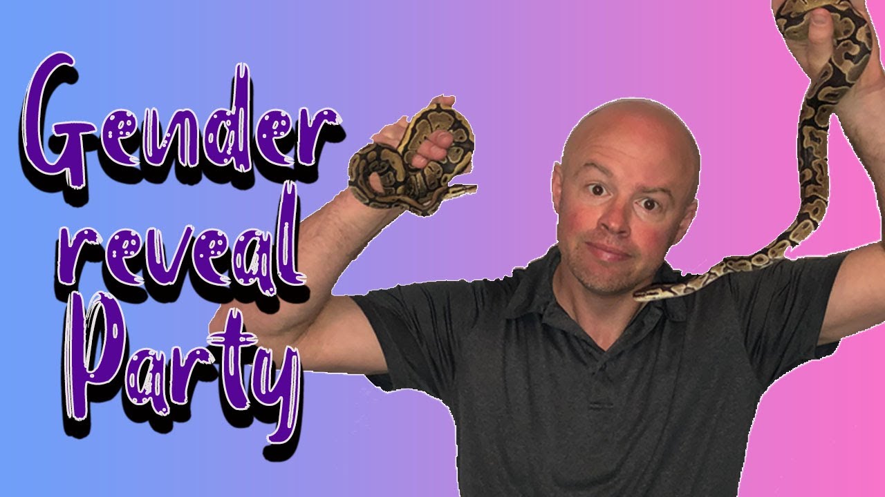 How To Sex Your Ball Python - Are they BOY or GIRL