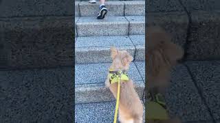 チワワが全力で階段をのぼるよ。 #Shorts