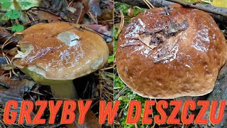 Mushrooms in the rain