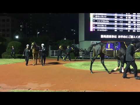 2019.12.18 川崎🐎11R 第70回　全日本2歳優駿（Jpn I）【国際交流】パドック