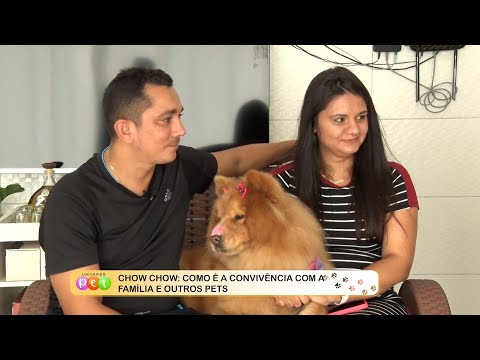 Chow Chow: Como é a convivência com a família e outros pets 14 11 2022