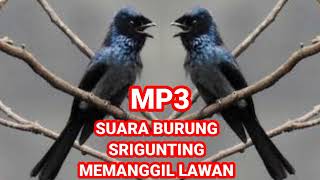 Download lagu Suara Burung Srigunting Memanggil Lawan Di Alam Liar mp3
