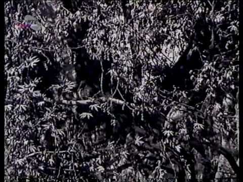 Ohrid, Struga,  1968 god - Ohridski Biser-  Filevi   I del ( palmkd )