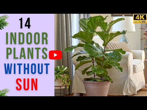 14 Plants That Survive With No Windows | Plants Without Sun