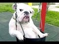 Chiens Drôles Une Vidéo Drôle De Chien 2016