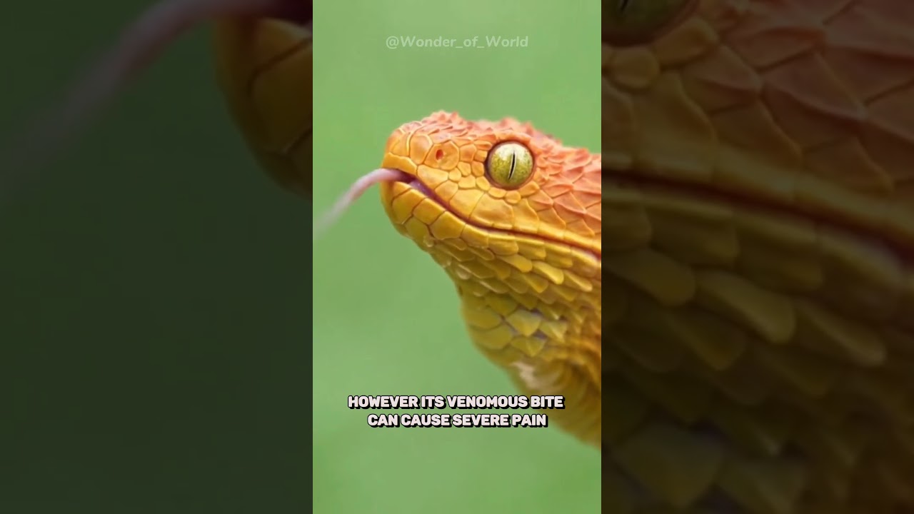 African Bush Viper |Venomous Snake Like a Dragon🐉