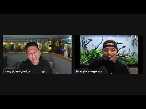 The Gecko Pod Live Q&A + Up & Coming Breeder Segment | Ep. 21 of The Gecko Pod