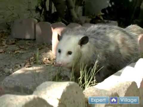 What Do Opossums Eat?