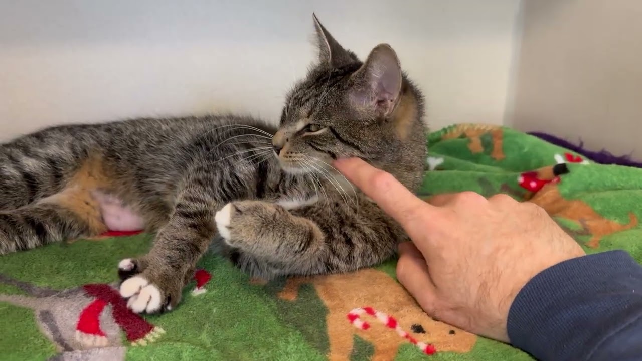 Enlarge Slinky, a Adopted Tabby in Eatontown, NJ video 2/6