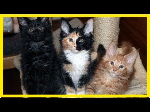 Why are calico cats always female?