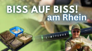 Feeder fishing on the Rhine in the height of summer – bite after bite!