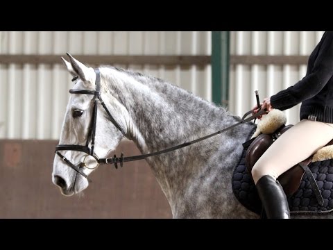 Holsteiner Stute von Cancara - Painter's Row xx