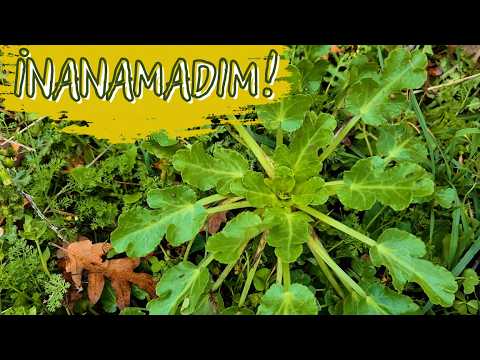 Uzaklarda Arıyordum, Yanı Başımda Çıktı! / Adım Başı Şifa, Adım Başı Sürpriz