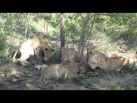 Sabi Sands - 4 lions at giraffe kill