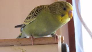 Sons de Periquitos #2 (Budgie Sounds, Chirping, Singing)