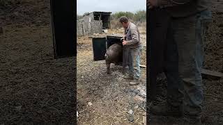 🧸 Lindo Cacto Dançante de Pelúcia Mexicana   Brinquedo de Pelúcia Elétrico