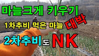 NK 마늘2차추비 웃거름주는시기  토양살충제 뿌려요 병충해관리 고자리파리예방