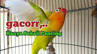 Download lagu SEKALI Pancing Suara LB Fighter Ngekek Panjang Ini, Akan Membuat Lovebirdmu GACOR SEKETIKA mp3