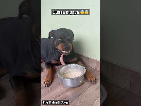 Roxy got angry after seeing Frooti 😡😡 #shorts #viral #trending #ytshorts #viral #dogs