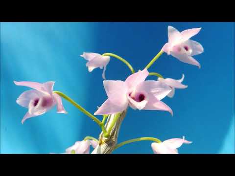 Dendrobium parishii f.coerulea    orchid
