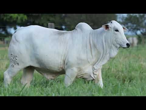 NOVILHA PRENHE NELORE PO - CELINA FVC - FVC 17164