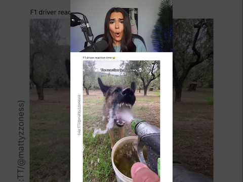 THIS DOG’S REACTION TIME IS CRAZY.. 😭