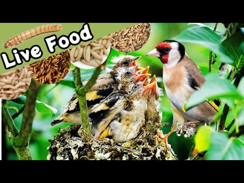 Do British Finches NEED Live Food to Breed?